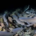 shark_whitetip_reef_mancg_ci_h_0070_cos0190.jpg